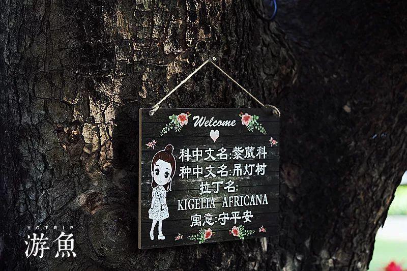 穿越遗弃的森林